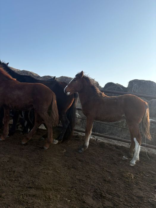 Еркек ұрғашы семіз жабағылар бар