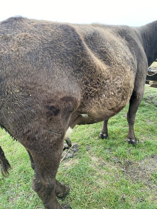 Vand vaca gestanta de tinut nu de abatorizare