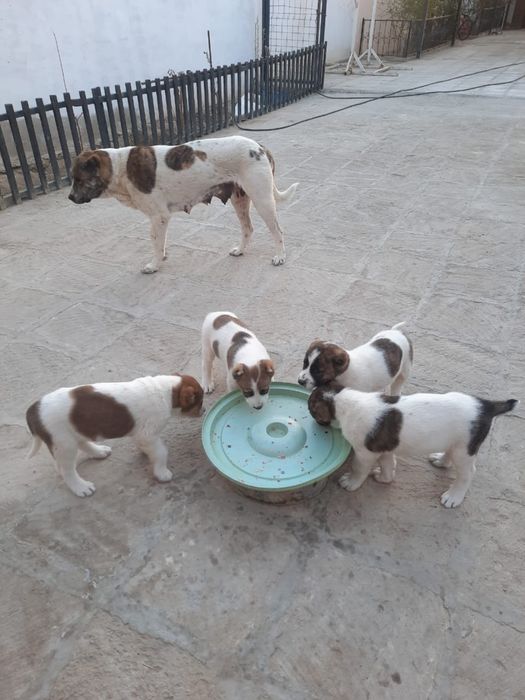 сатлад срочнo