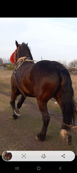 Vând sau schimb cal castrat de 6 ani 170 la greben garantat la căruță