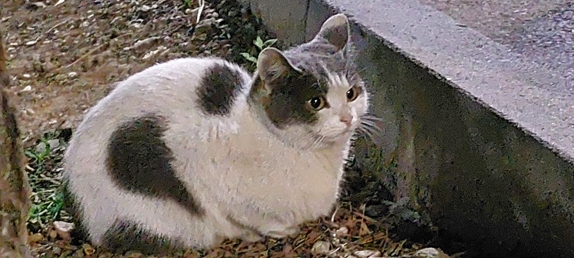 Найдена кошка / ищет дом