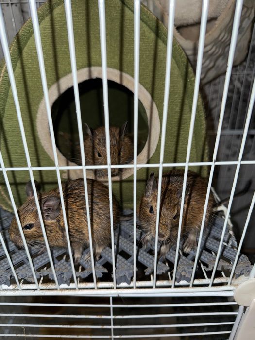 Катерици Дегу, на 2 месеца, в добри ръце