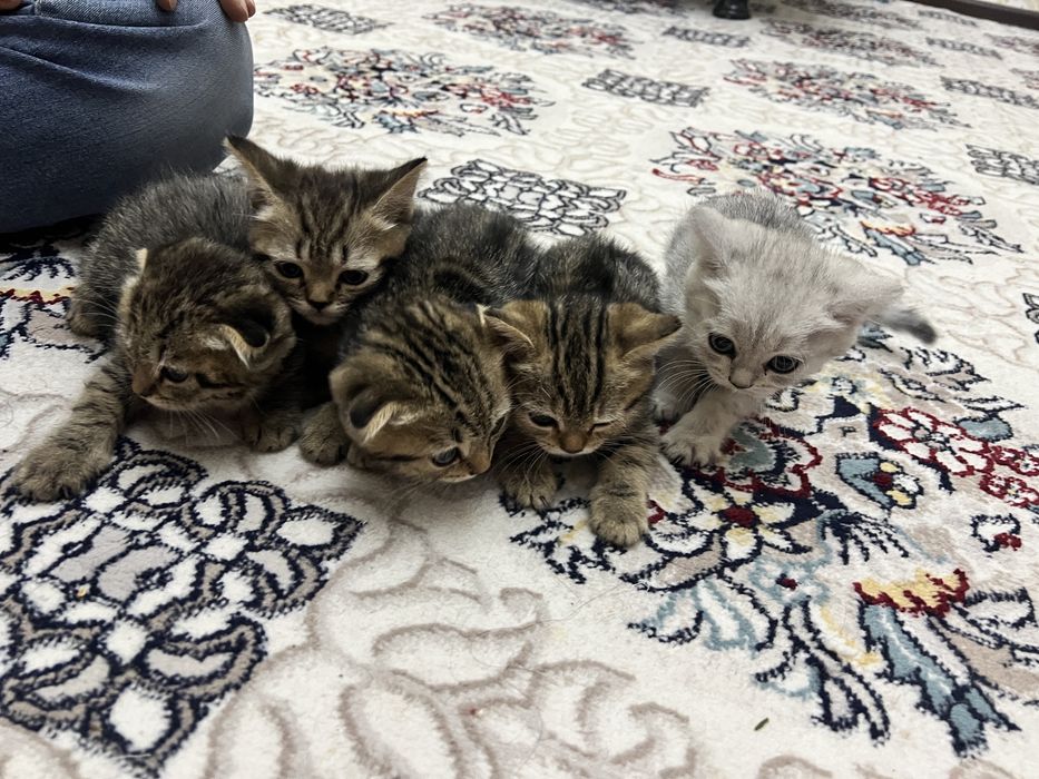 Продаются котята