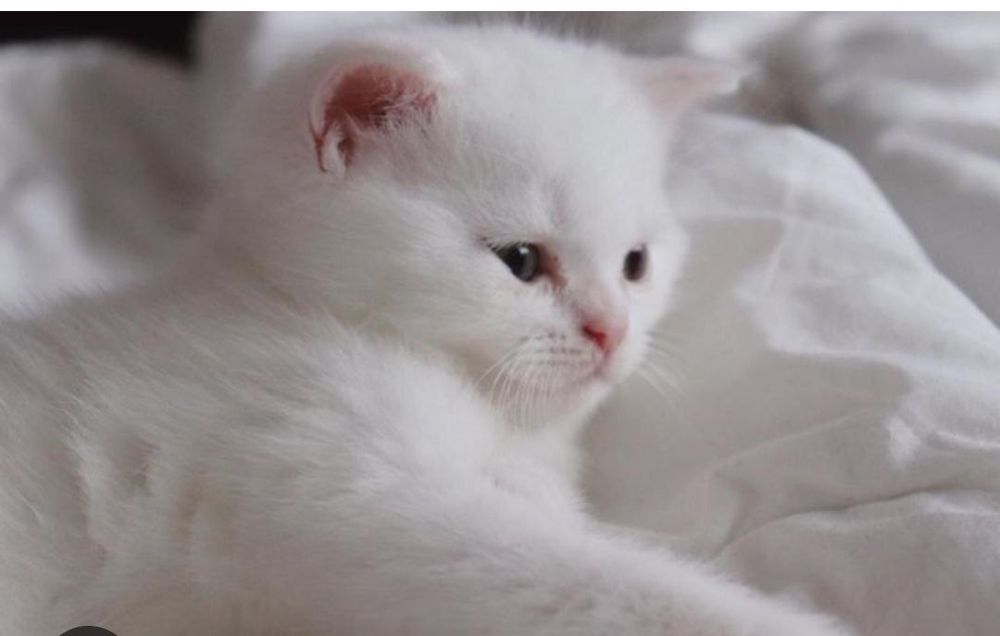 Скотиш Страйт котята