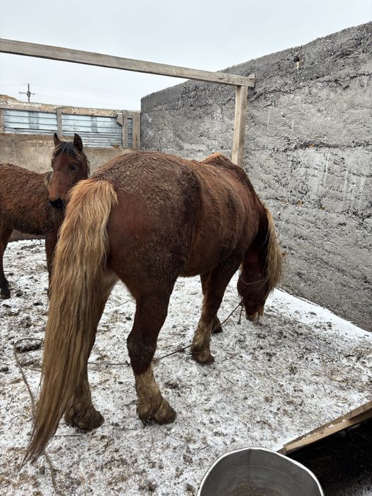 Айғыр 9лет ездовой