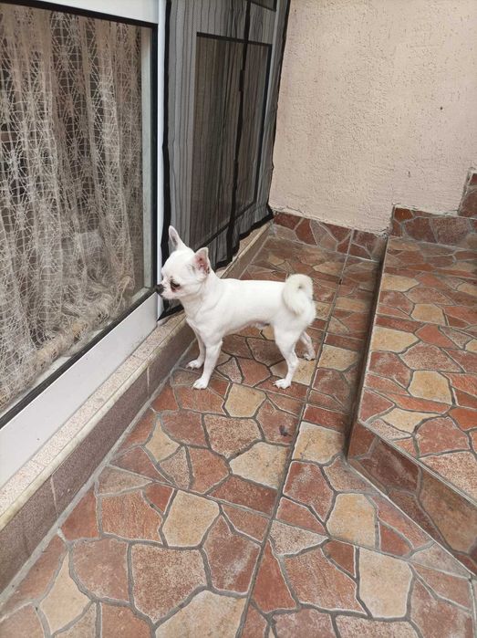 Чихуахуа момиченце