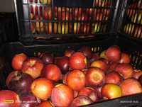 Vând mere din depozit frigorific