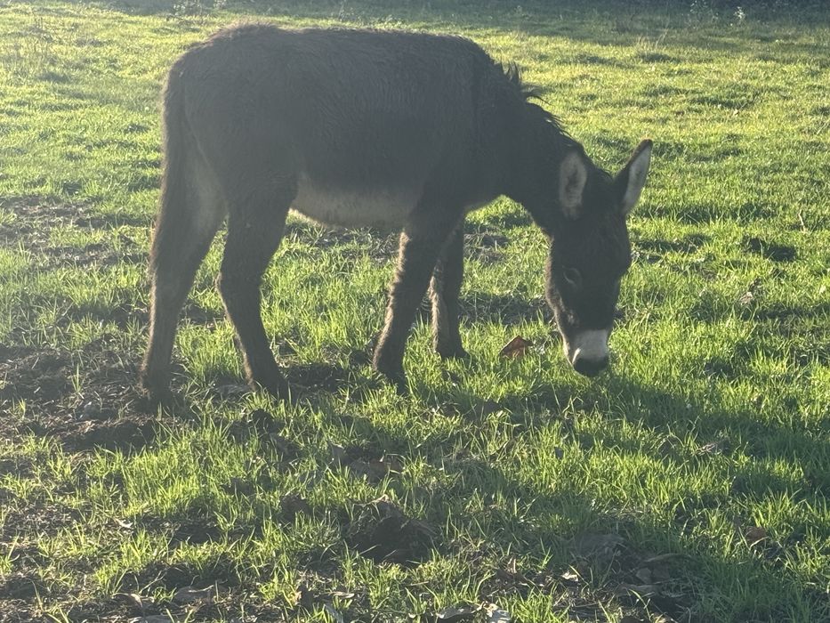 Vând măgărița din imagine