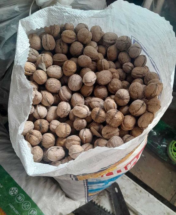 Орех жангак домашний