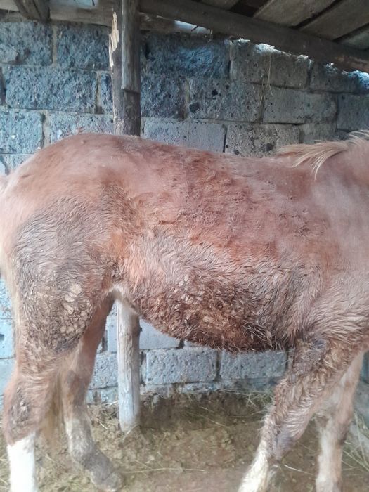 Тай 1,5 семертілген 2ай тұр.