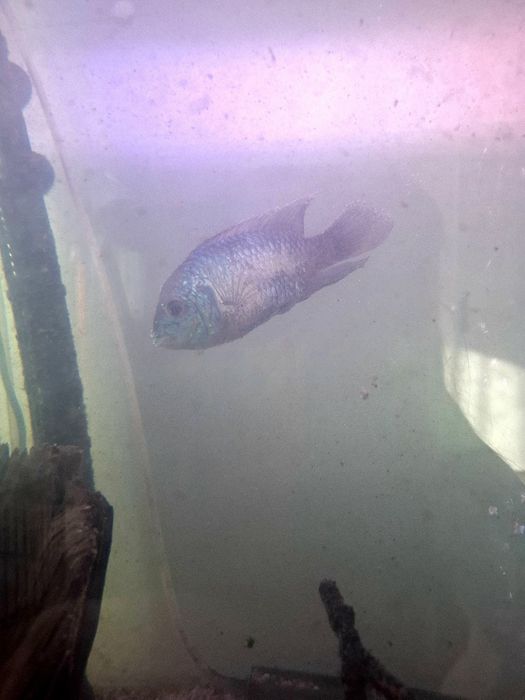 Аквариум с цяло оборудване