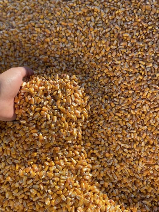 Vând porumb ,grâu,orz,ovăz,uruială!