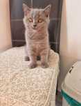 British shorthair