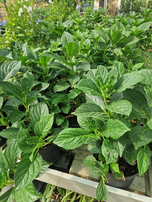 Hortensie  ''Adria''  Hydrangea