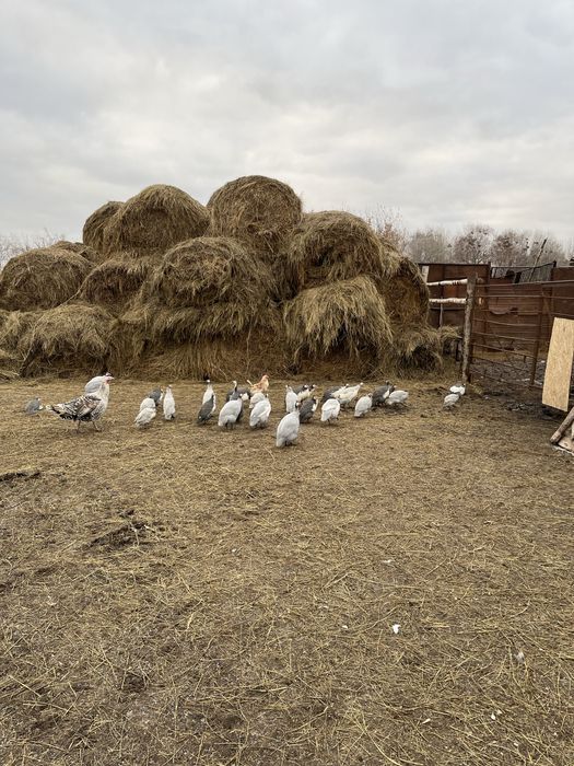 Продам молодых цесарок
