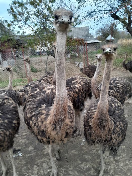 Vad struți de 5 luni