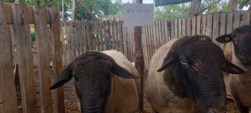 Vand oi, mielute și berbec rasa suffolk.