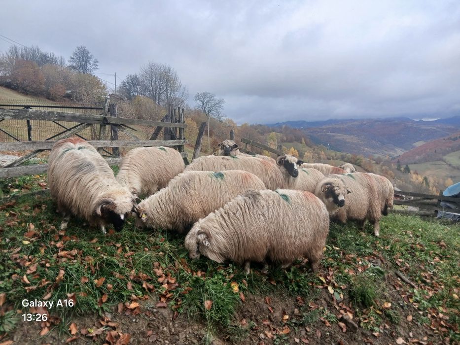 Vînd oi fătătoare