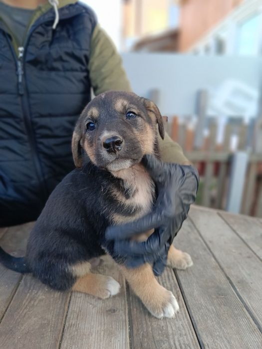 Подарявам кученца