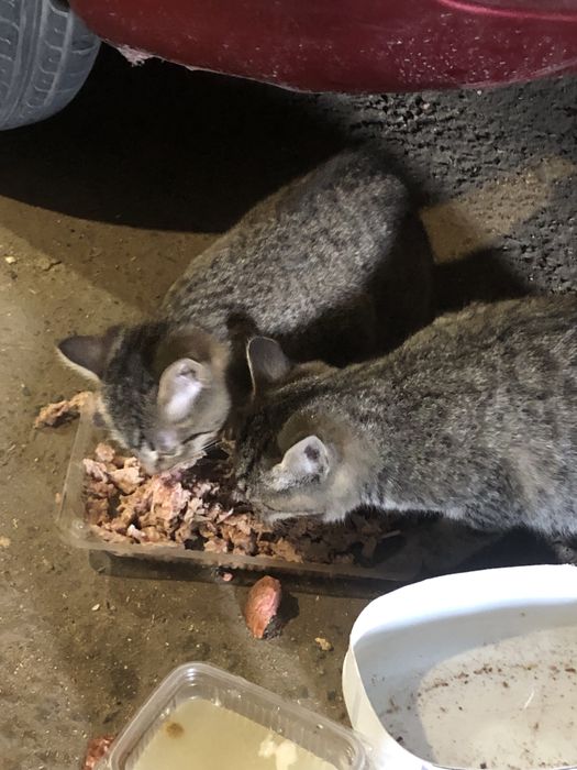 Котята ищут свой дом и добрых хозяевов