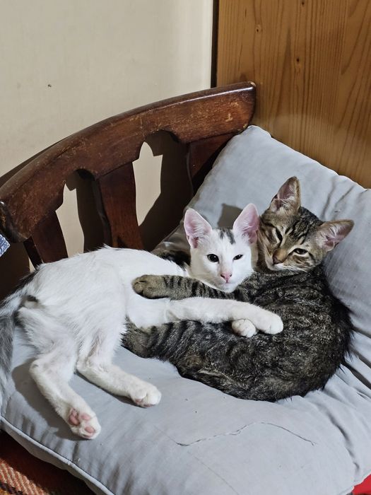 Търсят любящи стопани