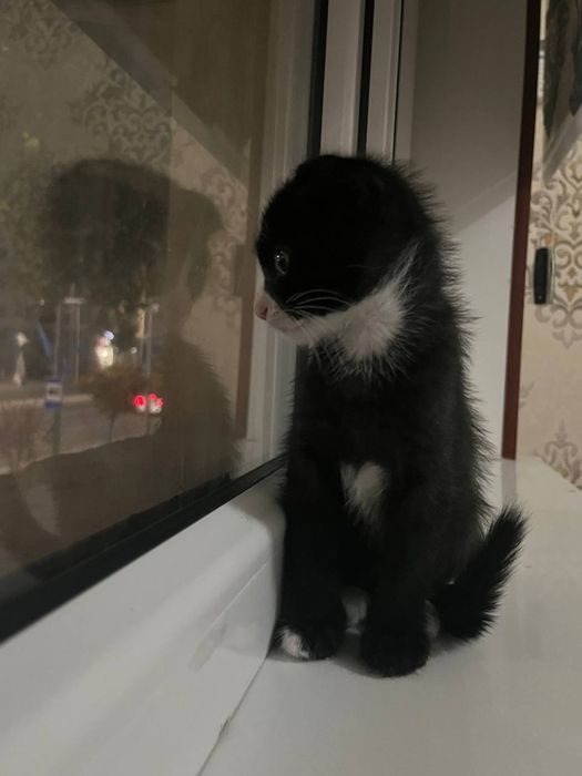 Srochni sotiladi qarashga odam bolamaybdi ovqa