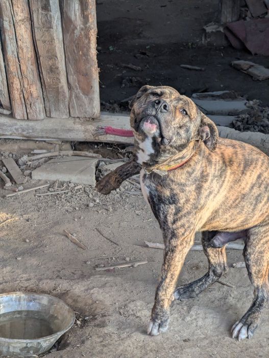 Питбул,месеца, ваксина, паспорт мъжки