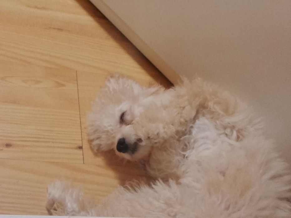 Той Пудел игрив и любвеобилен