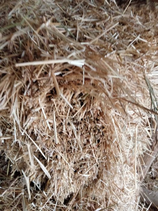 sotiladigan posbonlar bor