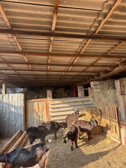 Ешкі сатылады Оралдыкы