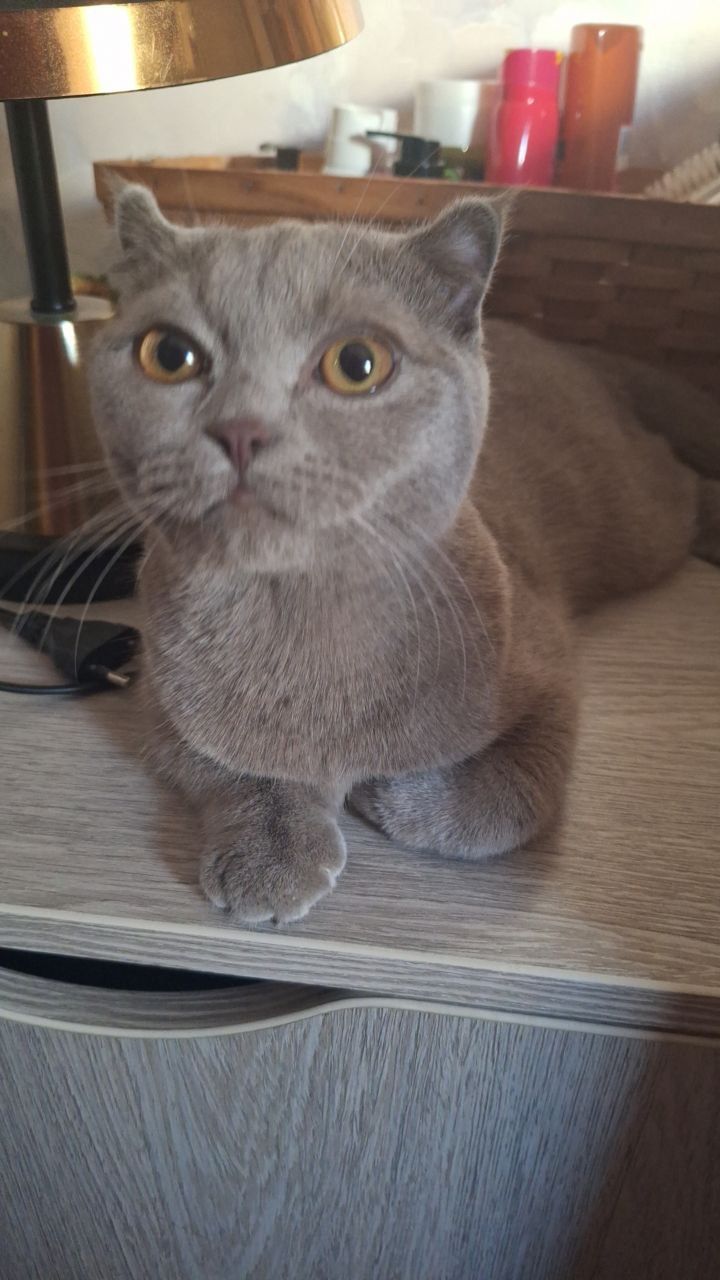 Отдам кота  даром