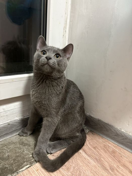 Отдам кота в добрые руки