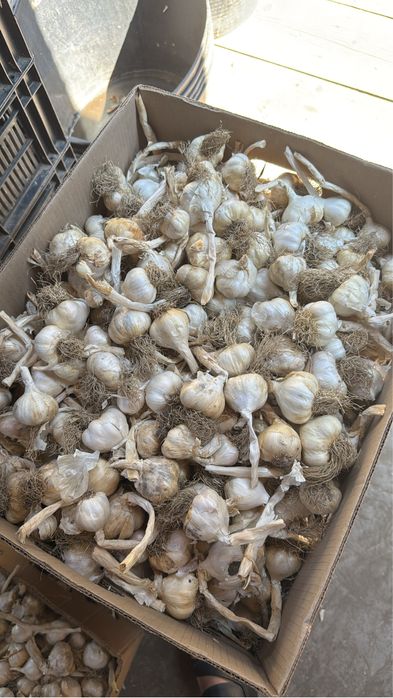 vand usturoi de primavara