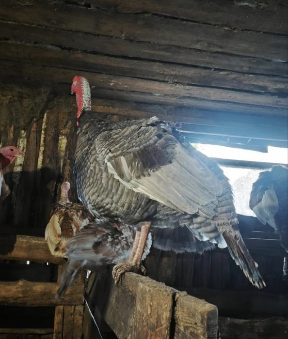 Продам две семьи подрощеных индюков