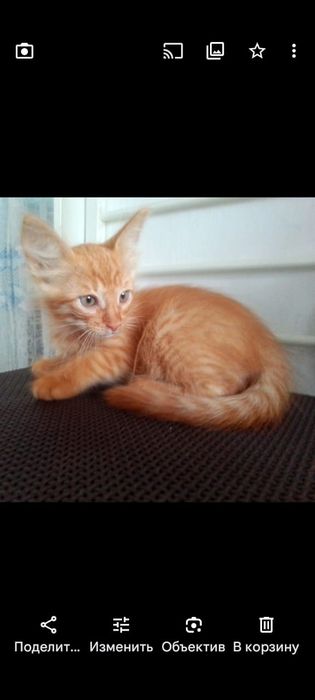 Котята в добрые хорошие руки!