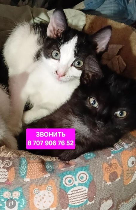 Котята мальчики и девочки