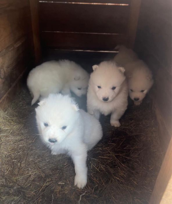 Продам шенят самоедской лайки