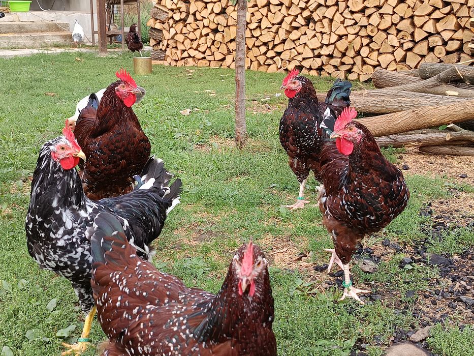 Cocosi tineri sussex porțelan