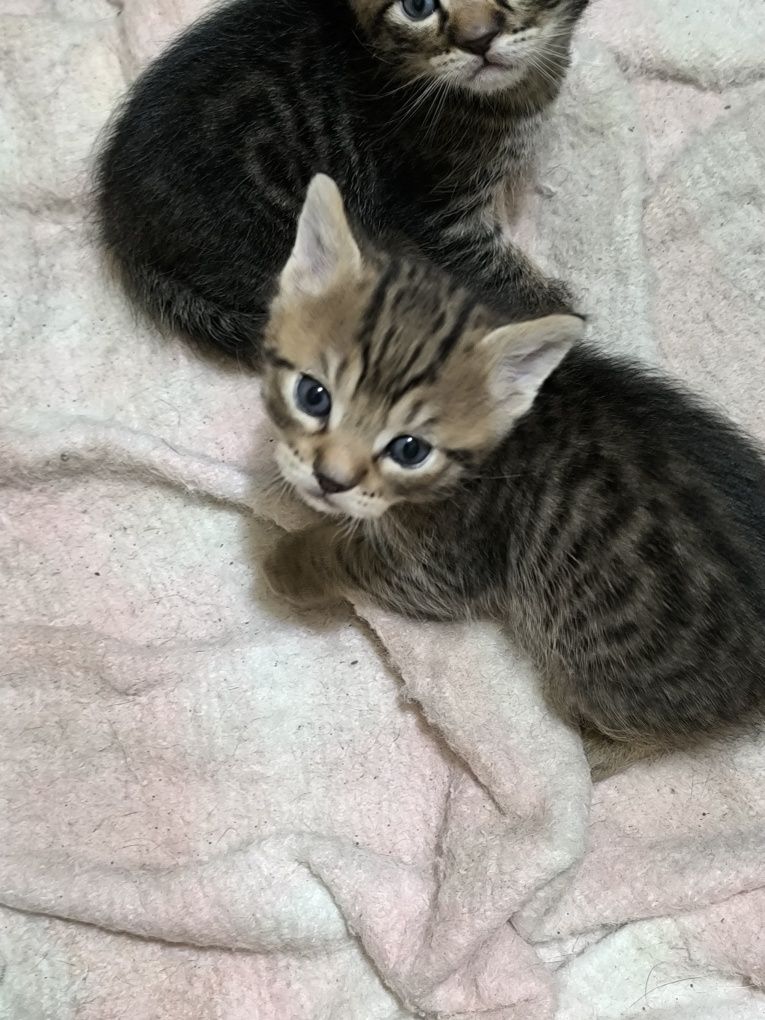 Подарявам малки котенца