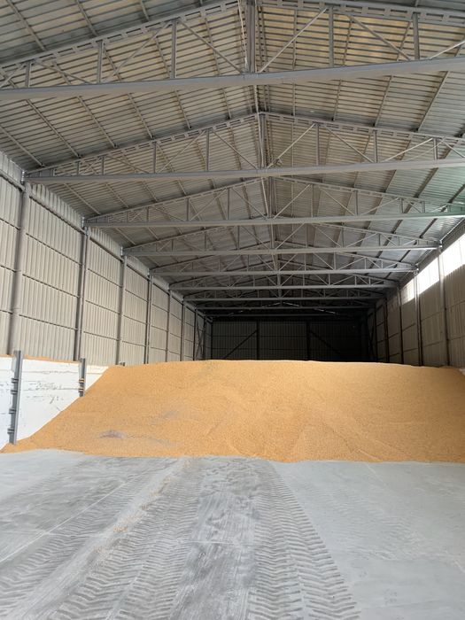 De vanzare porumb 800 to 1,2 kg