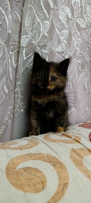 Котята бесплатно