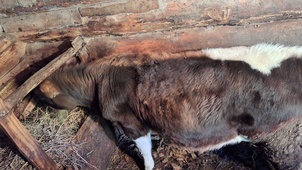 Vând vițică de 7 luni