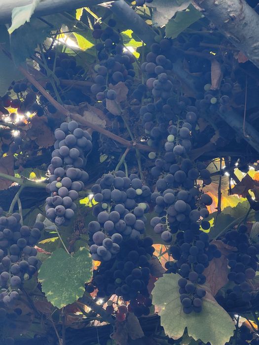 Виноград сорта Изабелла, узум Изабела