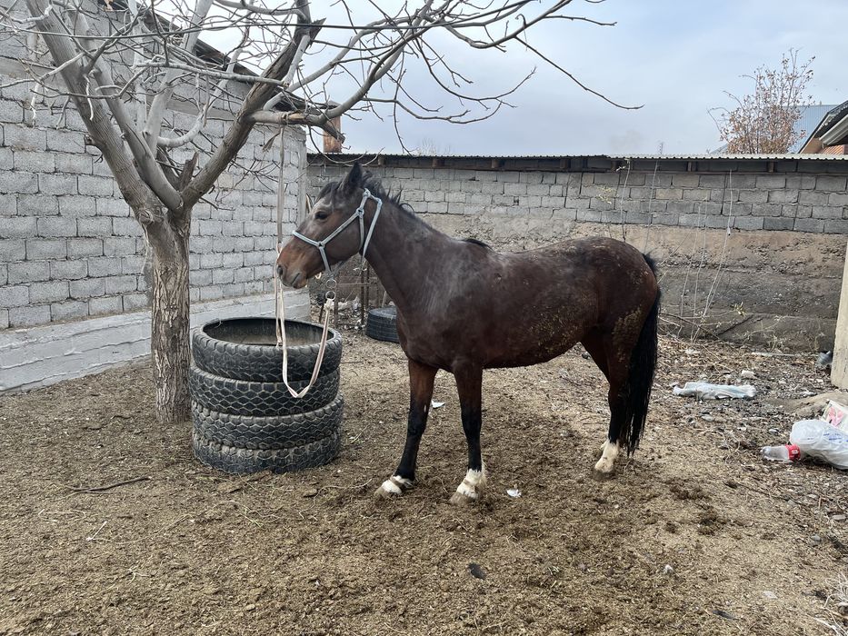 Жылқы бие сатылады