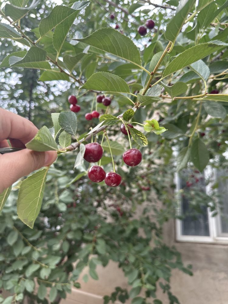Продаю вишня свежие сладкие ведро 10 л