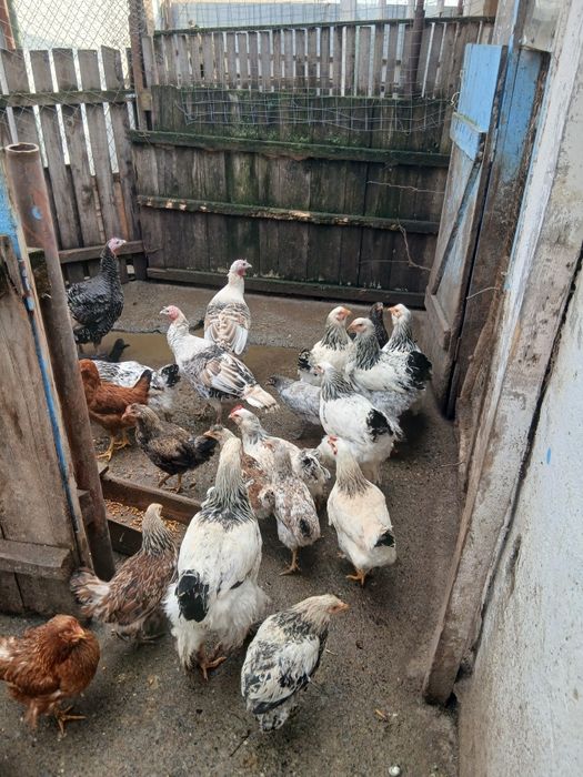 Desființez crescatorie