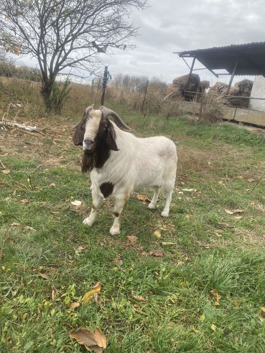 Vand tap boer cu origine import