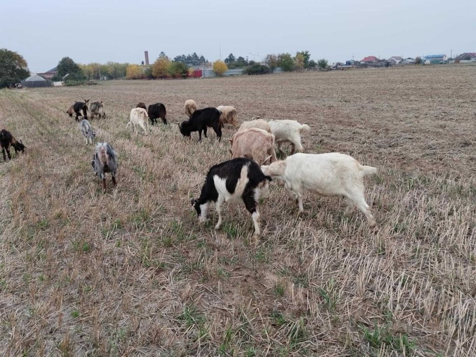 Vând capre bune de lapte