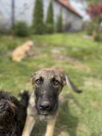 Spre adopție Femelă Lup Belgian