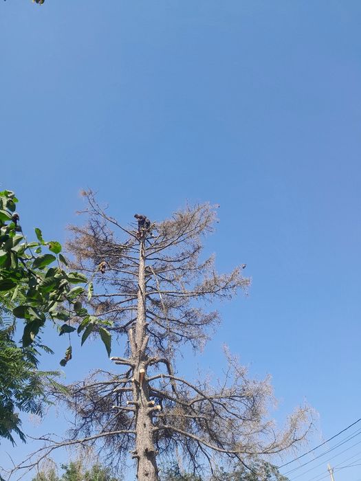 Taiere toaletare evacure tocare etc